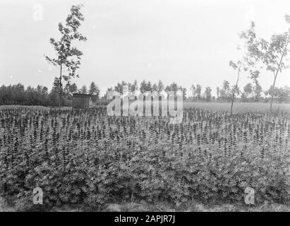 Fleurs, lupin Date: Non daté mots-clés: Fleurs Nom De La Personne: Lupin Banque D'Images