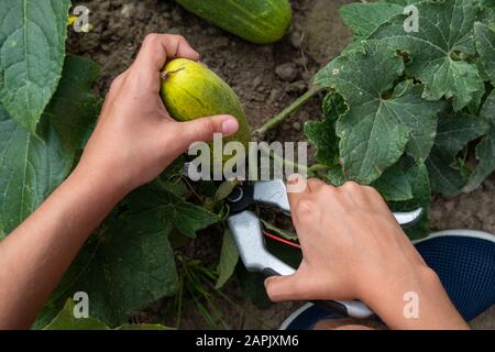Les récoltes d'un enfant des concombres vert dans le jardin avec cisailles Banque D'Images
