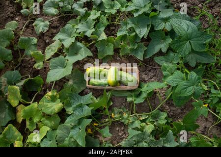 concombres verts fraîchement récoltés dans un support de panier dans un lit de plantes de concombre Banque D'Images