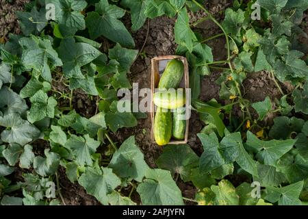 concombres verts fraîchement récoltés dans un support de panier dans un lit de plantes de concombre Banque D'Images