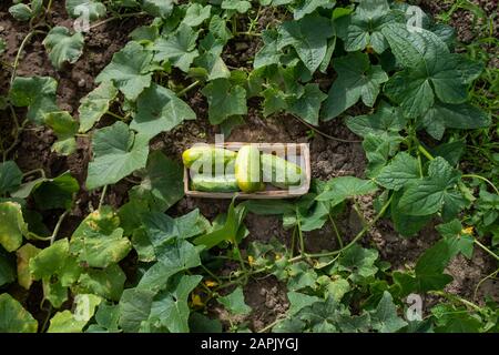 concombres verts fraîchement récoltés dans un support de panier dans un lit de plantes de concombre Banque D'Images