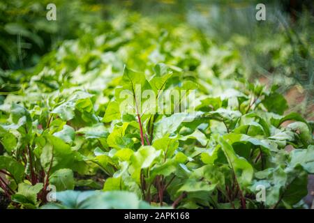 Légumes de betterave qui poussent dans le jardin. Feuilles de betterave au soleil. Jardin de légumes frais et sain. Banque D'Images