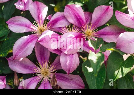 Fleurs fleuries rose clematis fond Banque D'Images