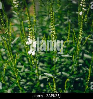 Melilotus albus fleurs fond de la plante Banque D'Images