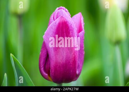 Tulipe rose après la pluie. Les pétales fermés d'un tulipe avec chute de pluie sur un fond vert. Gouttes transparentes sur pétales roses. Banque D'Images