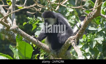 un singe colobus noir et blanc se nourrissant dans le parc national d'arusha en tanzanie Banque D'Images