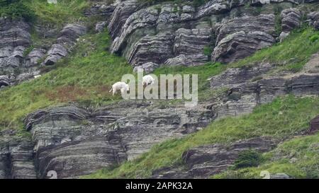 deux chèvres de montagne se nourrissant ensemble près du glacier de grinnell dans le parc national des glaciers du montana, aux états-unis Banque D'Images