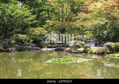 Les Maple arbres japonais, les verts, les arbustes et les fougères qui soutiennent un grand étang avec des nénuphars roses dans un jardin japonais à Seattle, Washington, États-Unis Banque D'Images