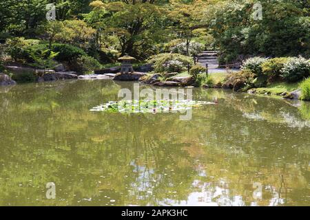 Les Maple arbres japonais, les verts, les arbustes et les fougères qui soutiennent un grand étang avec des nénuphars roses dans un jardin japonais à Seattle, Washington, États-Unis Banque D'Images