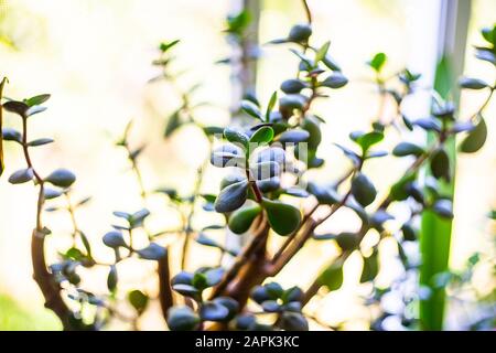 Dollar plante ou argent arbre Crasula fond Banque D'Images
