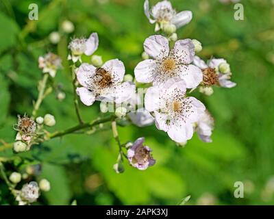 Mûres fleuries, Rubus sectio Rubus Banque D'Images