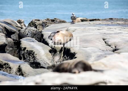 Sea Lion dormant sur les rochers à la Jolla Cove, San Diego, Californie avec un mouette en arrière-plan Banque D'Images