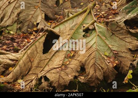 Les usines de manurata de Gunnera se découpent et se retournent pour couvrir la souche pour la protection tout au long de l'hiver Banque D'Images