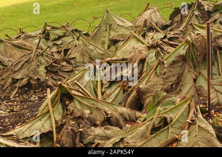 Les usines de manurata de Gunnera se découpent et se retournent pour couvrir la souche pour la protection tout au long de l'hiver Banque D'Images