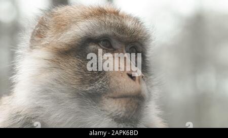 Gros plan sur Gibraltar Barbary Macaques Banque D'Images