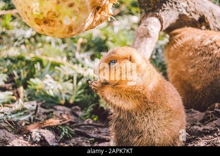 Gros plan d'une marmotte alpine manger. Marmot Alpine Marron Adulte Gros Plan. Marmota Marmota. Marmotte alpine et mange avec les pattes. De nombreux rongeurs écureuils Banque D'Images