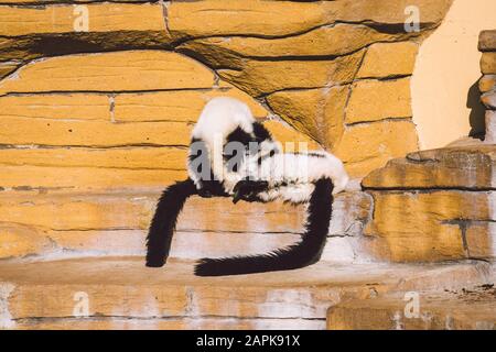 deux singes noirs et blancs qui jouent sur un rocher. Les lémuriens Vari s'amusent activement à se détendre par temps ensoleillé. Noir et blanc. Wari, varecia Banque D'Images