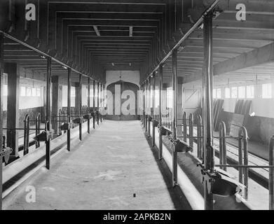 Ferme De Olde Weije À Vaassen. Annotation des écuries : ferme d'essai pour le travail du sol et la fécondation. Construit en 1962 au nom de l'industrie néerlandaise de l'azote Date : 1962 lieu : Gueldre, Vaassen mots clés : fermes, bétail Banque D'Images