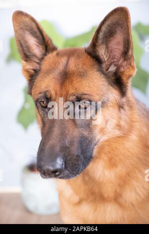 Portrait De Gros Plan Marron Et Noir De Berger Allemand. Banque D'Images
