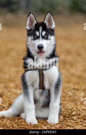 Siberian Husky Femelle Chien Loup Avec Manteau Gris Et Des Yeux Bleus De Glace Dans Une Pose Magnetique Photo Stock Alamy