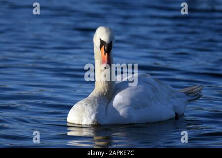 Couper Le Son De Swan Linlithgow Loch Banque D'Images