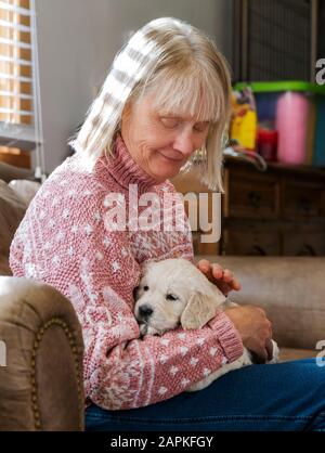 Femme de six semaines de Platinum; ou crème colorée; Golden Retriever chiots. Banque D'Images