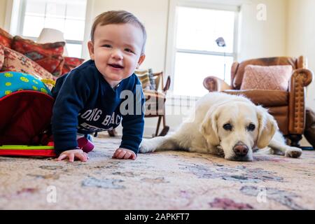 Bébé garçon de sept mois rampant avec chien Golden Retriever de couleur platine Banque D'Images