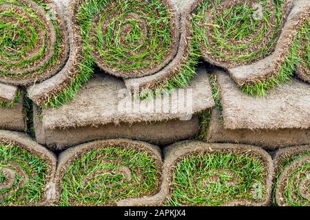 Détails de gros plan piles de gazon vert frais roulé sur palette en bois pour l'installation dans le parc de la ville ou arrière-cour le jour lumineux ensoleillé. Arbre vert Banque D'Images