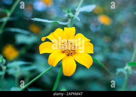 gros plan sur un arbre de tournesol marigold avec fond flou Banque D'Images