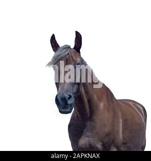 Portrait d'un cheval brun isolé sur un fond blanc Banque D'Images