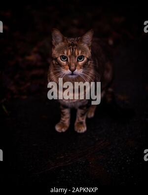 Un chat qui se fait pitiner à l'appareil photo Banque D'Images