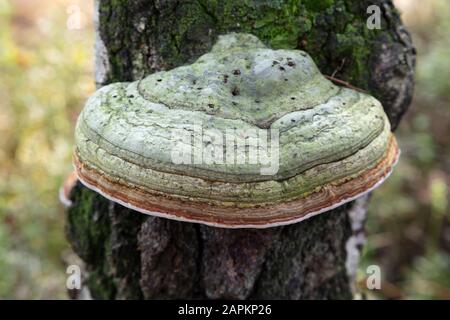 Allemagne, Rhénanie-du-Nord-Westphalie, champignon Tinder (Fomes fomentarius) qui pousse sur le tronc des arbres à Venner Moor Banque D'Images