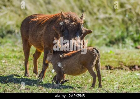 Phacochère commun d'interagir et de jouer dans une réserve de chasse de l'Afrique du Sud Banque D'Images