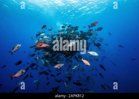 Fraye de vivaneaux rouges, Shark City, Palau Banque D'Images