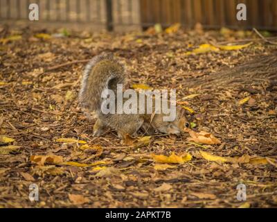 Écureuil mignon jouant avec des feuilles d'érable sèches dans un parc pendant la journée Banque D'Images