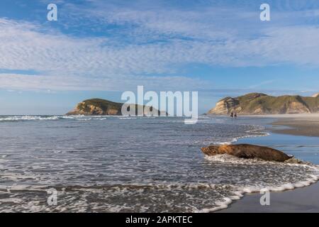 Nouvelle-Zélande, île du Sud, Tasman, lion de mer (Phocarctos hookeri) sur la plage de Wharariki Banque D'Images