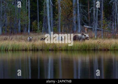 Finlande, Kuhmo, famille de l'ours brun (Ursus arctos) marchant le long du bord du lac en automne taïga Banque D'Images