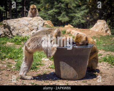 Mignon Macaca Sylvanus Berber Monkeys eau potable d'un seau Au Maroc Banque D'Images