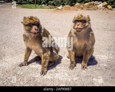 Mignon Macaca Sylvanus Berber Monkey jouant ensemble au Maroc Banque D'Images
