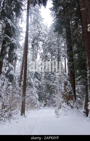 Vue sur le sentier du lac Beaver couvert de neige avec des pins en arrière-plan dans le parc Stanley. Paysage d'hiver pendant la tempête de neige à Vancouver. Banque D'Images