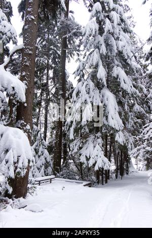 Vue sur la piste du lac Beaver avec un banc couvert de neige et de pins en arrière-plan. Paysage d'hiver pendant la tempête de neige à Vancouver. Banque D'Images