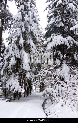 Vue sur le sentier du lac Beaver couvert de neige avec des pins en arrière-plan. Paysage d'hiver pendant la tempête de neige à Vancouver. Banque D'Images