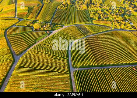 Allemagne, Bade-Wurtemberg, Stuttgart, vue aérienne des vignobles sur la colline de Kappelberg en automne Banque D'Images