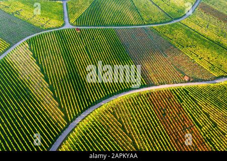 Allemagne, Bade-Wurtemberg, Stuttgart, vue aérienne des vignobles sur la colline de Kappelberg en automne Banque D'Images
