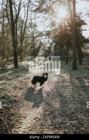 Mère et fille avec collie frontière dans les bois Banque D'Images