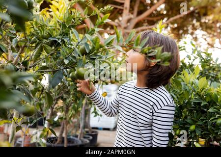 Garçon regardant les agrumes dans la pépinière de plantes Banque D'Images