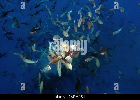 Fraye de vivaneaux rouges, Shark City, Palau Banque D'Images