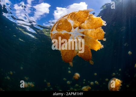 Méduse unique dans le lac Jellyfish, île d'Eil Malk, Palaos Banque D'Images
