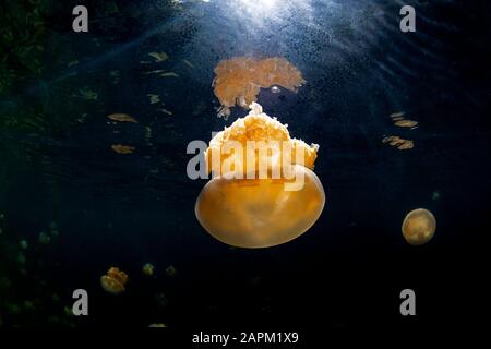 Méduse unique dans le lac Jellyfish, île d'Eil Malk, Palaos Banque D'Images