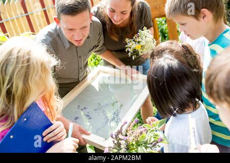 Enfants d'école étudiant des herbes sur un sifter Banque D'Images